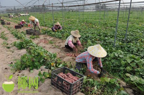 有机富硒的地瓜(富硒地瓜口感怎样)-硒宝网