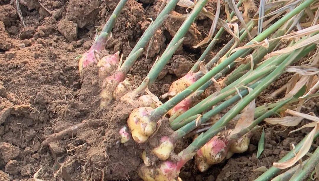 怎么烤富硒地瓜（地瓜富硒吗）-硒宝网