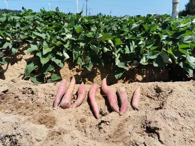 富硒地瓜为啥咸(地瓜硒含量高吗)-硒宝网