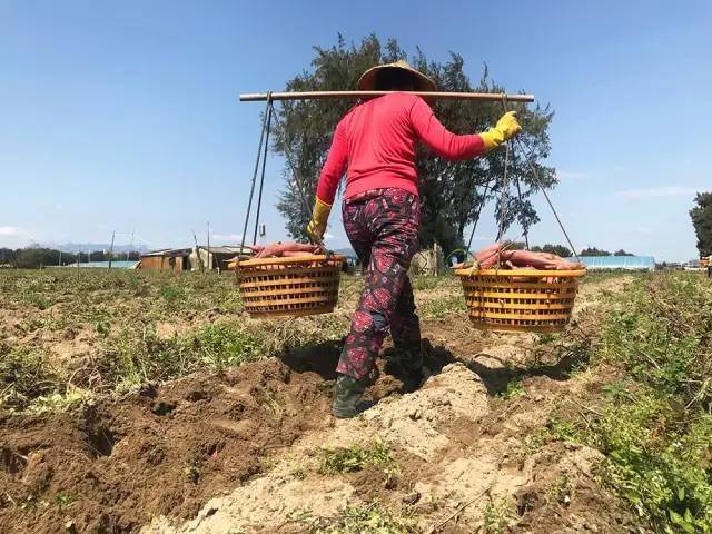 富硒地瓜为啥咸(地瓜硒含量高吗)-硒宝网