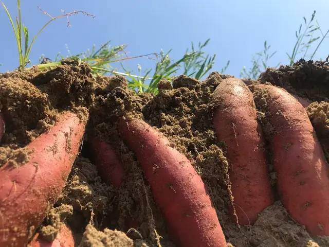 富硒地瓜为啥咸(地瓜硒含量高吗)-硒宝网
