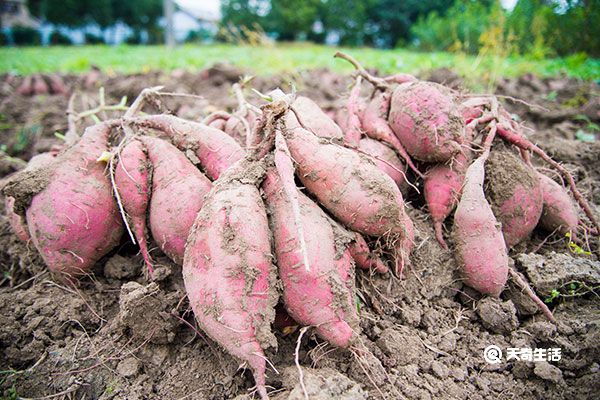 富硒板栗味地瓜(板栗地瓜可以减肥吗)-硒宝网