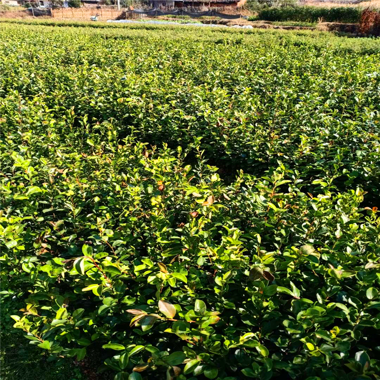 福建富硒地瓜苗(富硒地瓜的功效与作用)-硒宝网