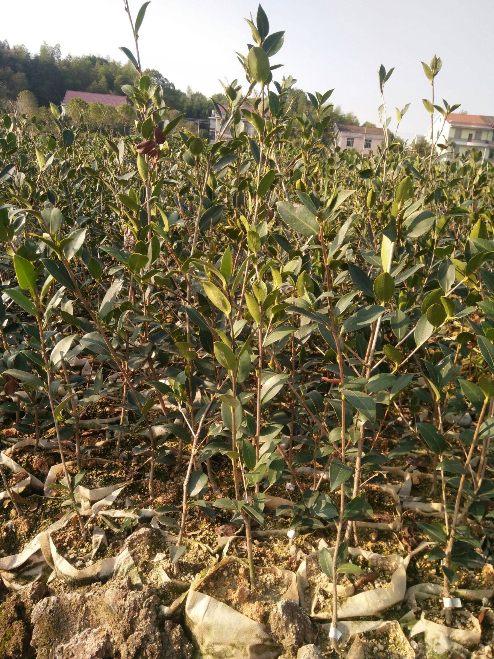 福建富硒地瓜苗(富硒地瓜的功效与作用)-硒宝网