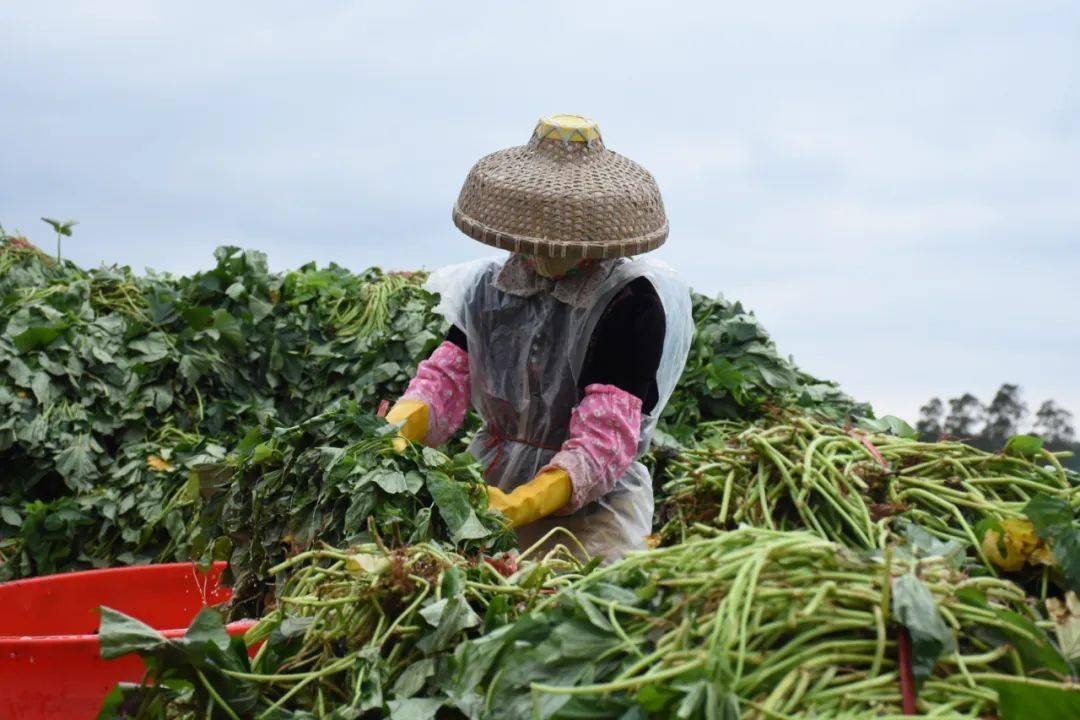 甘肃富硒沙地瓜(甘肃沙地瓜富硒含量高吗)-硒宝网