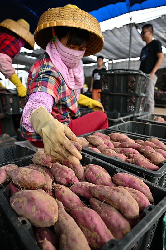 甘肃富硒沙地瓜(甘肃沙地瓜富硒含量高吗)-硒宝网