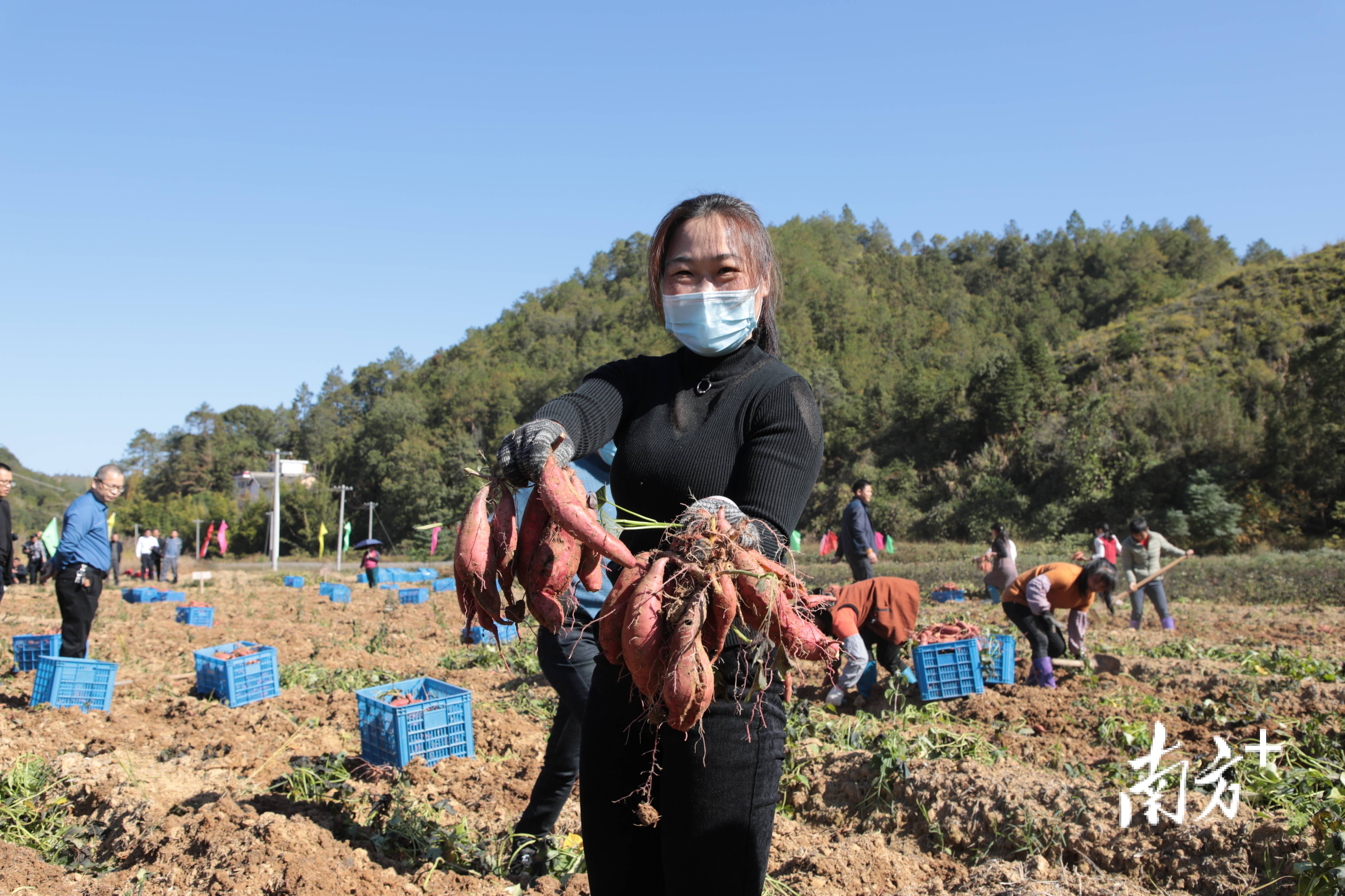 富硒地瓜的传播(富硒地瓜的骗局)-硒宝网