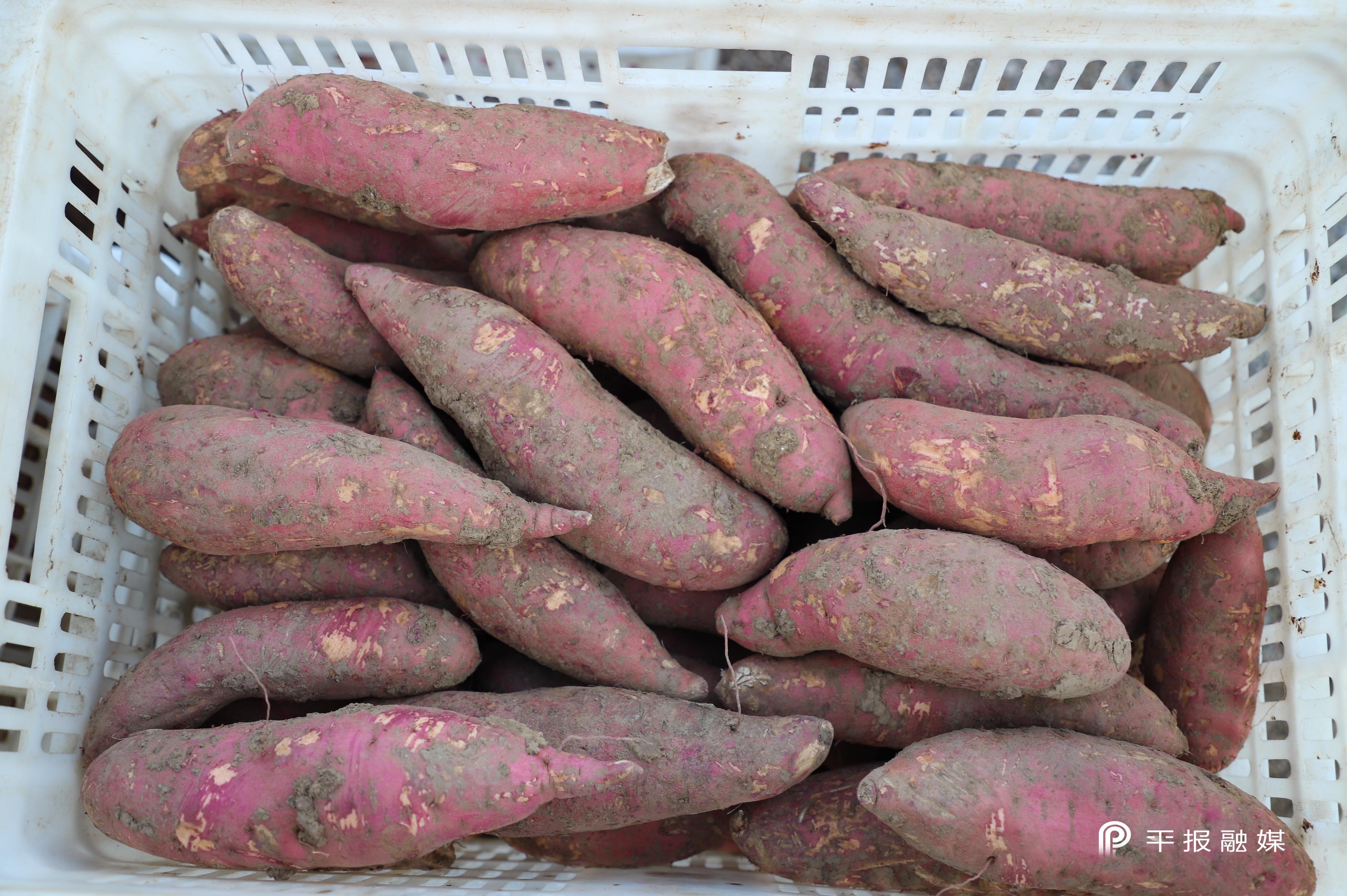 富硒地瓜的保存（富硒地瓜煮多长时间）-硒宝网