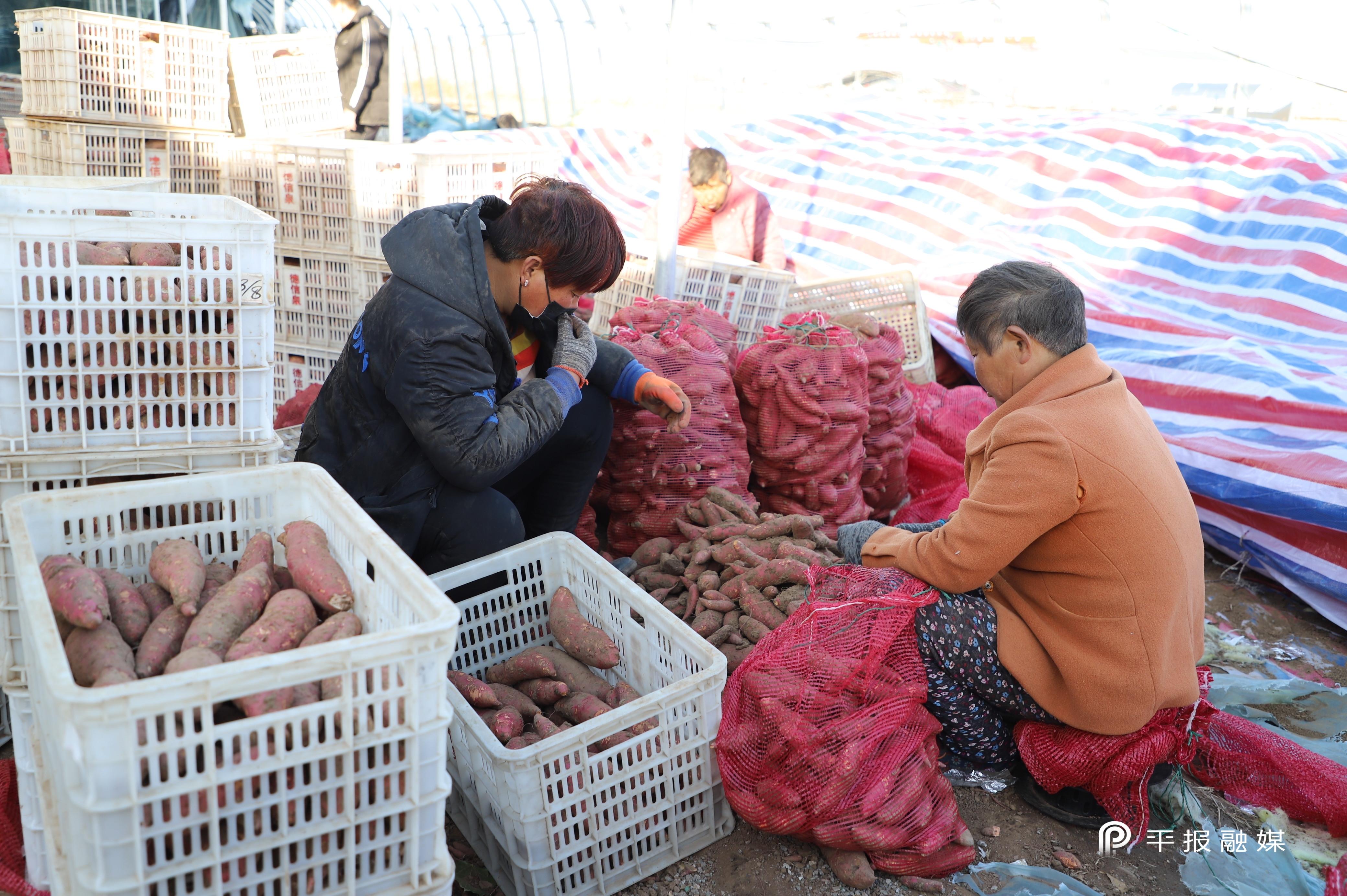 富硒地瓜的保存（富硒地瓜煮多长时间）-硒宝网