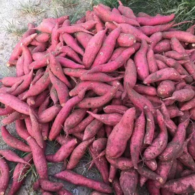 富硒地瓜的由来（富硒地瓜是转基因的吗）-硒宝网