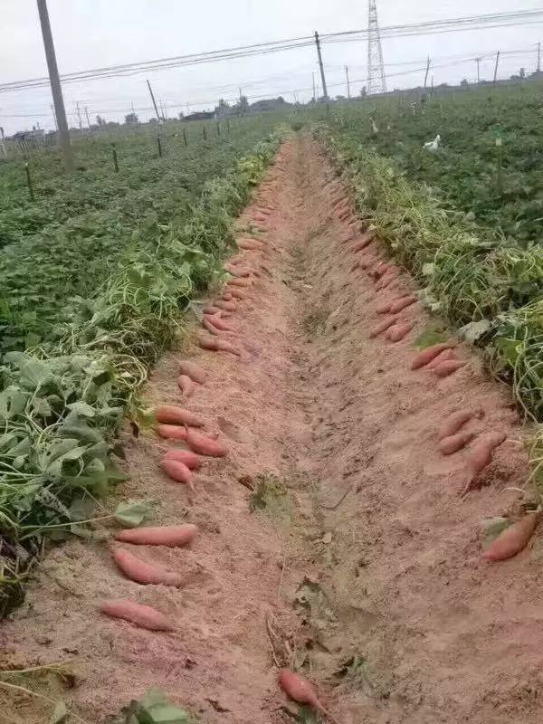 富硒地瓜的由来（富硒地瓜是转基因的吗）-硒宝网