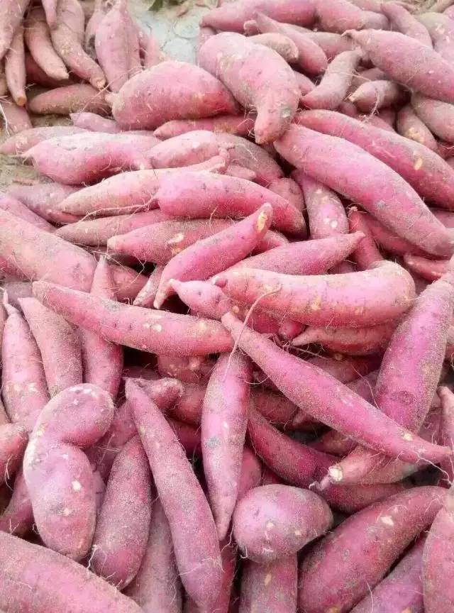 富硒地瓜的由来（富硒地瓜是转基因的吗）-硒宝网
