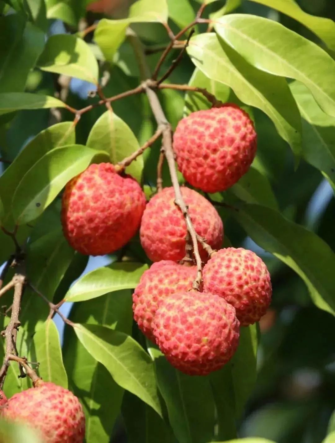 富硒地瓜为啥咸(富硒地瓜甜吗)-硒宝网