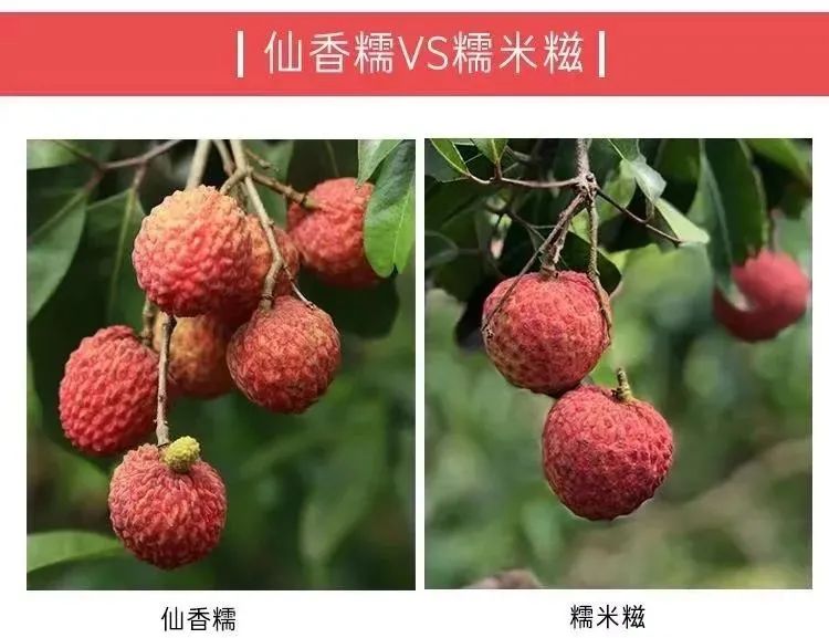 富硒地瓜为啥咸(富硒地瓜甜吗)-硒宝网