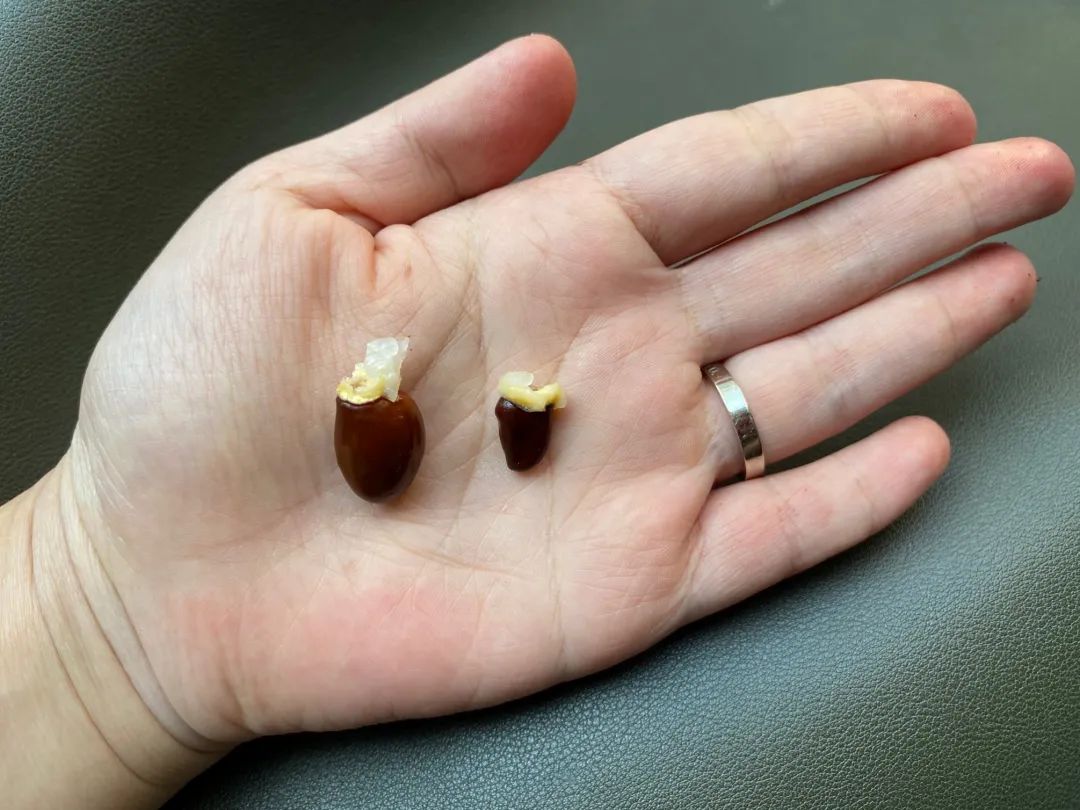 富硒地瓜为啥咸(富硒地瓜甜吗)-硒宝网