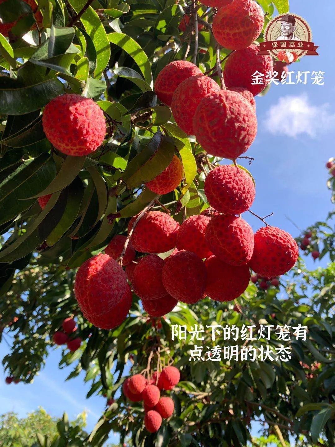 富硒地瓜为啥咸(富硒地瓜甜吗)-硒宝网