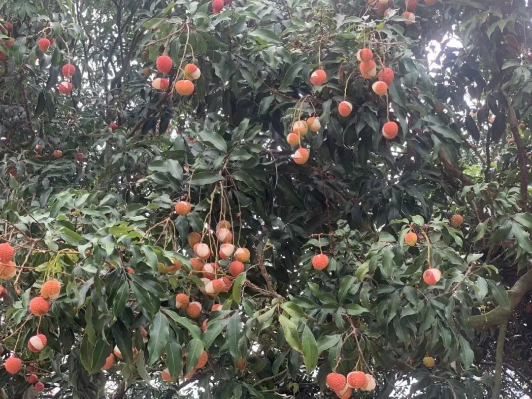 富硒地瓜为啥咸(富硒地瓜甜吗)-硒宝网