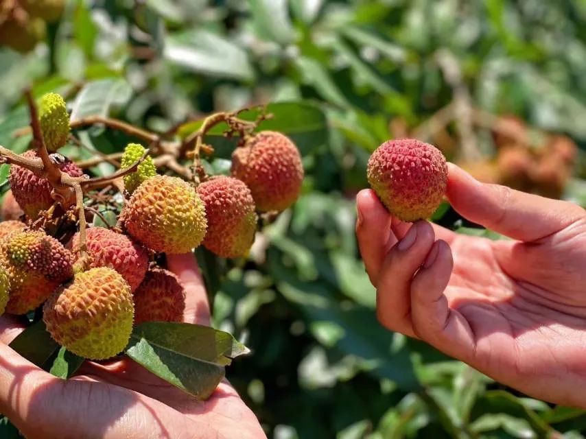 富硒地瓜为啥咸(富硒地瓜甜吗)-硒宝网