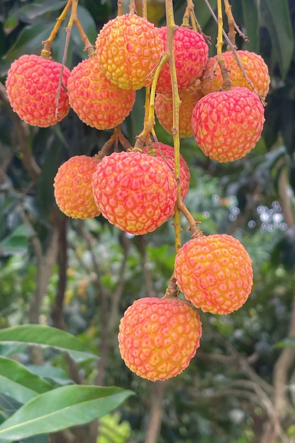 富硒地瓜为啥咸(富硒地瓜甜吗)-硒宝网