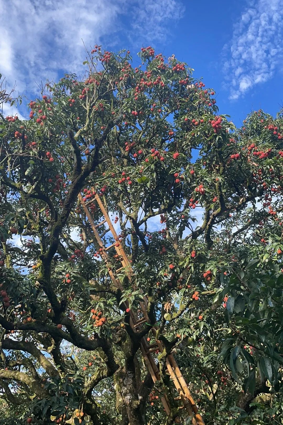 富硒地瓜为啥咸(富硒地瓜甜吗)-硒宝网