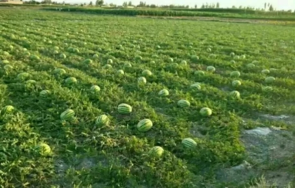 甘肃富硒沙地瓜(海南富硒沙地红薯)-硒宝网