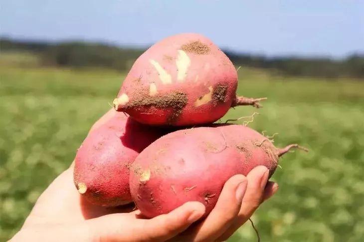 富硒地瓜有点苦（地瓜富硒标准）-硒宝网