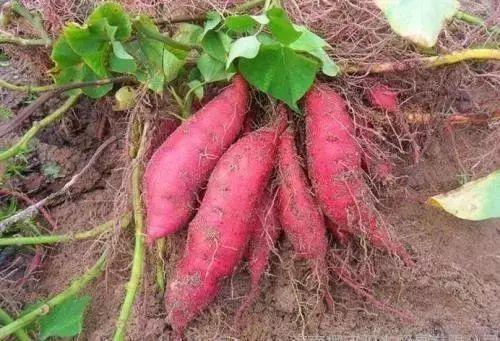 富硒地瓜有点苦（地瓜富硒标准）-硒宝网