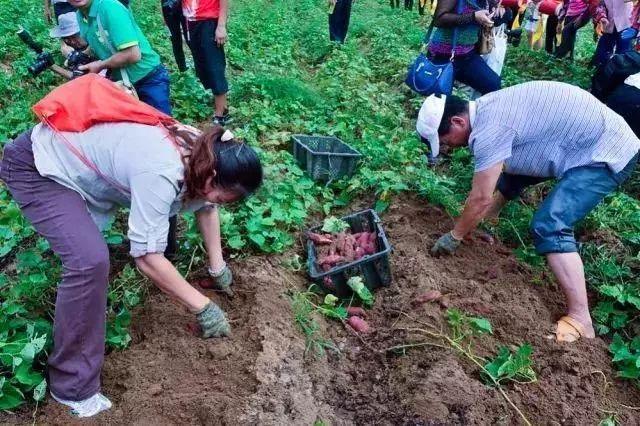 富硒地瓜有点苦（地瓜富硒标准）-硒宝网