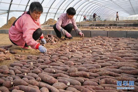 富硒地瓜哪里好（富硒地瓜营养价值）-硒宝网