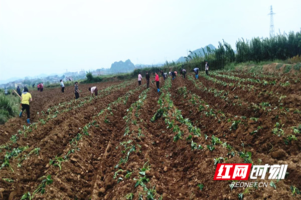 富硒地瓜哪里好（富硒地瓜营养价值）-硒宝网