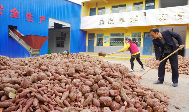富硒地瓜哪里好（富硒地瓜营养价值）-硒宝网