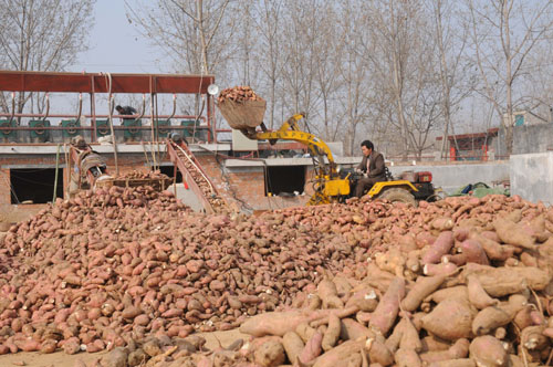 富硒地瓜哪里好（富硒地瓜营养价值）-硒宝网