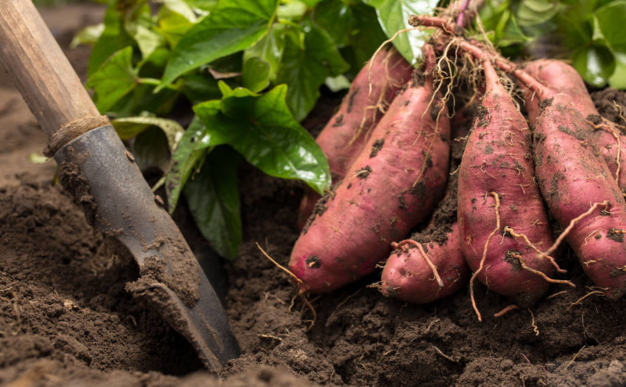 富硒地瓜不易吃(吃富硒地瓜有什么好处)-硒宝网