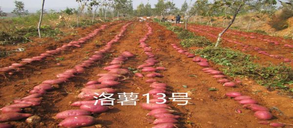 郑州富硒地瓜苗(富硒地瓜价格)-硒宝网