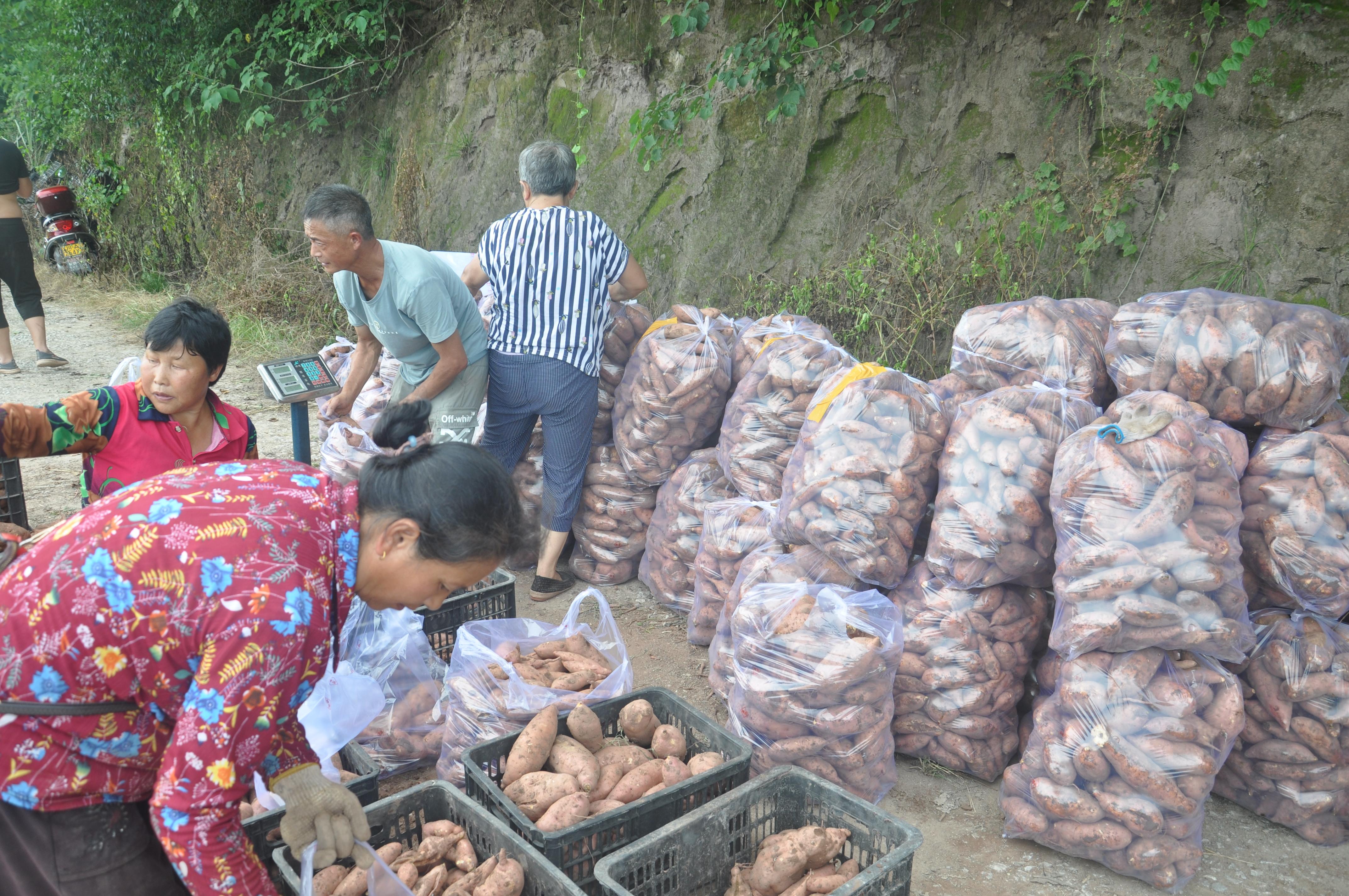 富硒地瓜哪里卖(富硒地瓜是转基因的吗)-硒宝网
