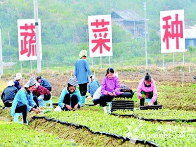 富硒地瓜有毒吗(富硒地瓜的骗局)-硒宝网