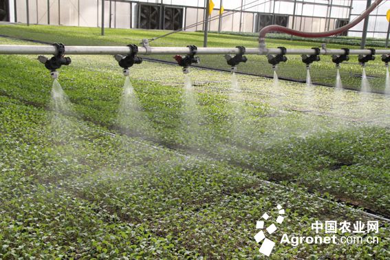 富硒地瓜有毒吗(富硒地瓜的骗局)-硒宝网