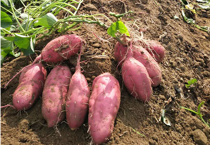 富硒地瓜的由来（富硒地瓜好吃吗）-硒宝网