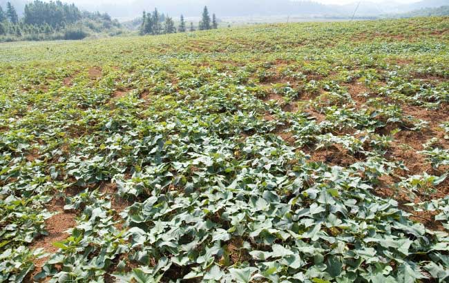 富硒地瓜哪里有（富硒地瓜的好处）-硒宝网