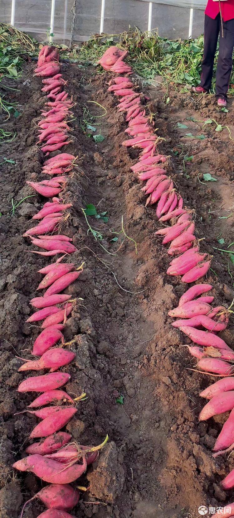富硒地瓜哪里有（富硒地瓜的好处）-硒宝网