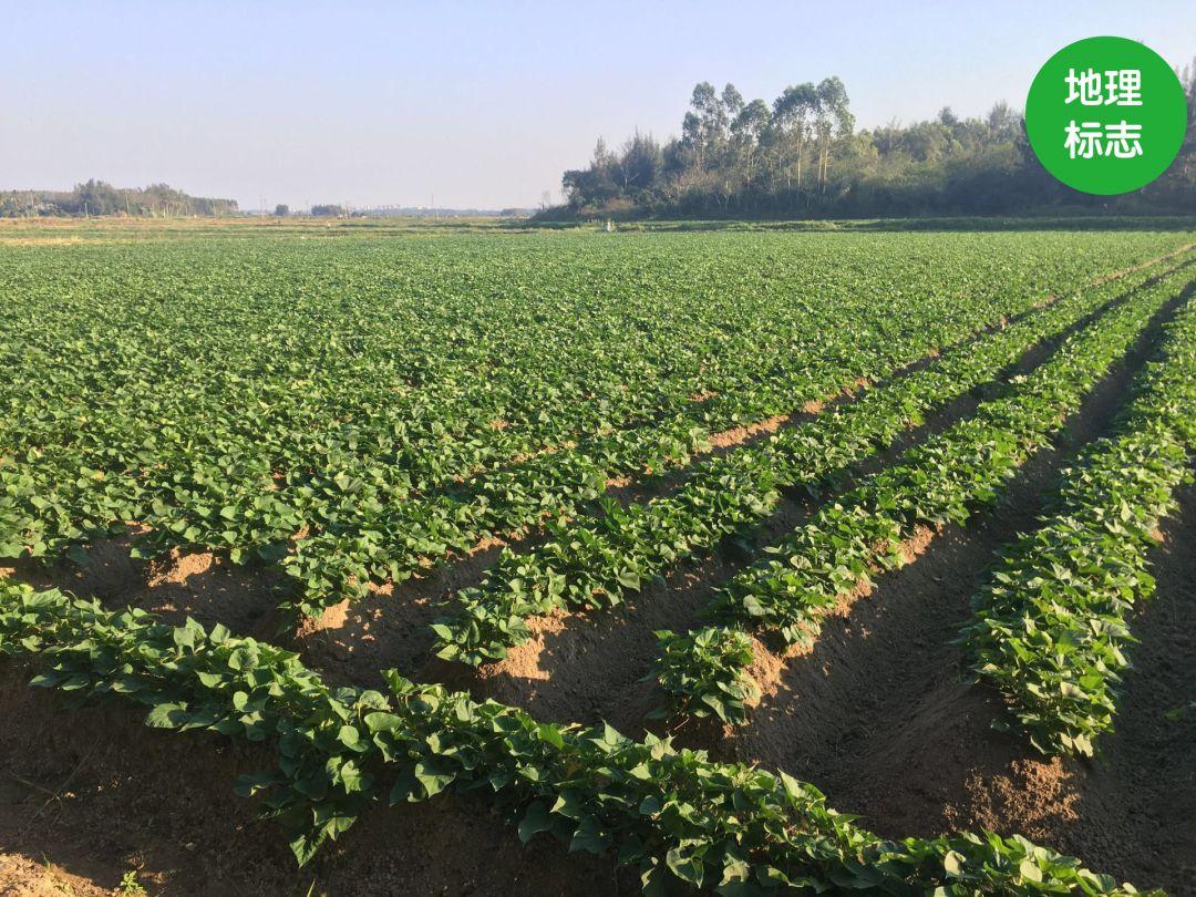 富硒地瓜有点苦(富硒地瓜有毒吗)-硒宝网