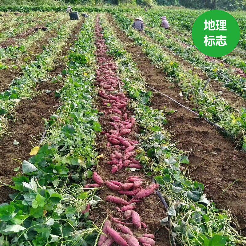 富硒地瓜有点苦(富硒地瓜有毒吗)-硒宝网