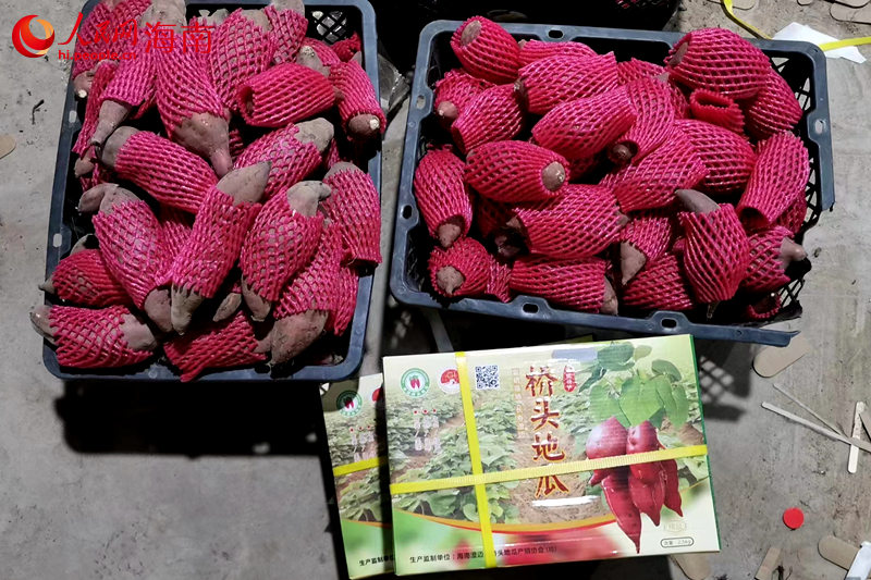 桥头富硒沙地瓜（桥头富硒地瓜怎么区分真假）-硒宝网