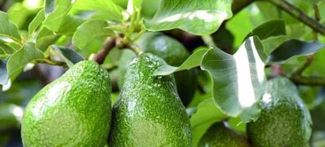 富硒地瓜补血吗(富硒地瓜好吗)-硒宝网