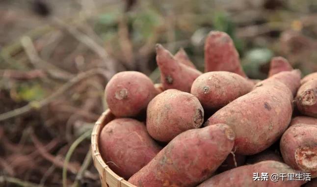 富硒地瓜饼做法（地瓜饼视频教程）-硒宝网