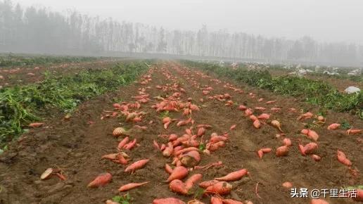 富硒地瓜饼做法（地瓜饼视频教程）-硒宝网