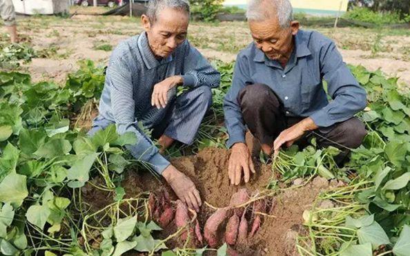 富硒地瓜有点苦(苦地瓜能吃吗)-硒宝网