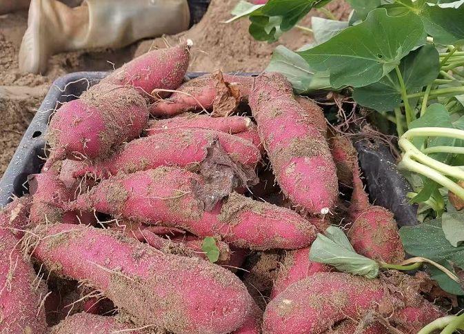 富硒地瓜有点苦(苦地瓜能吃吗)-硒宝网