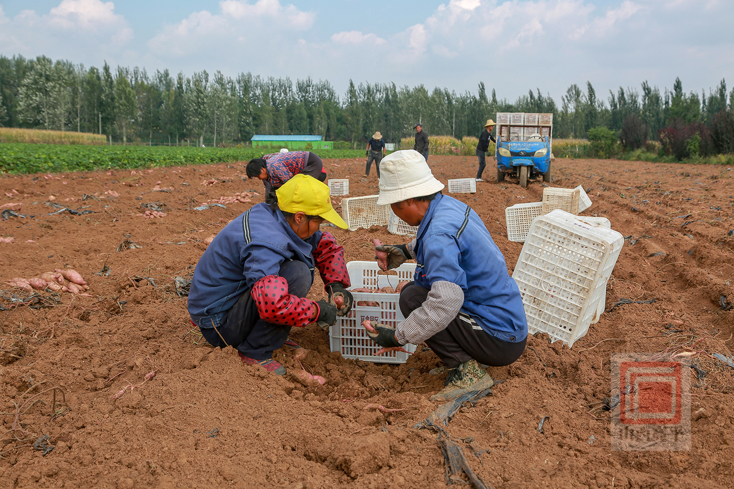 富硒地瓜丰收了(富硒地瓜真的含硒吗)-硒宝网