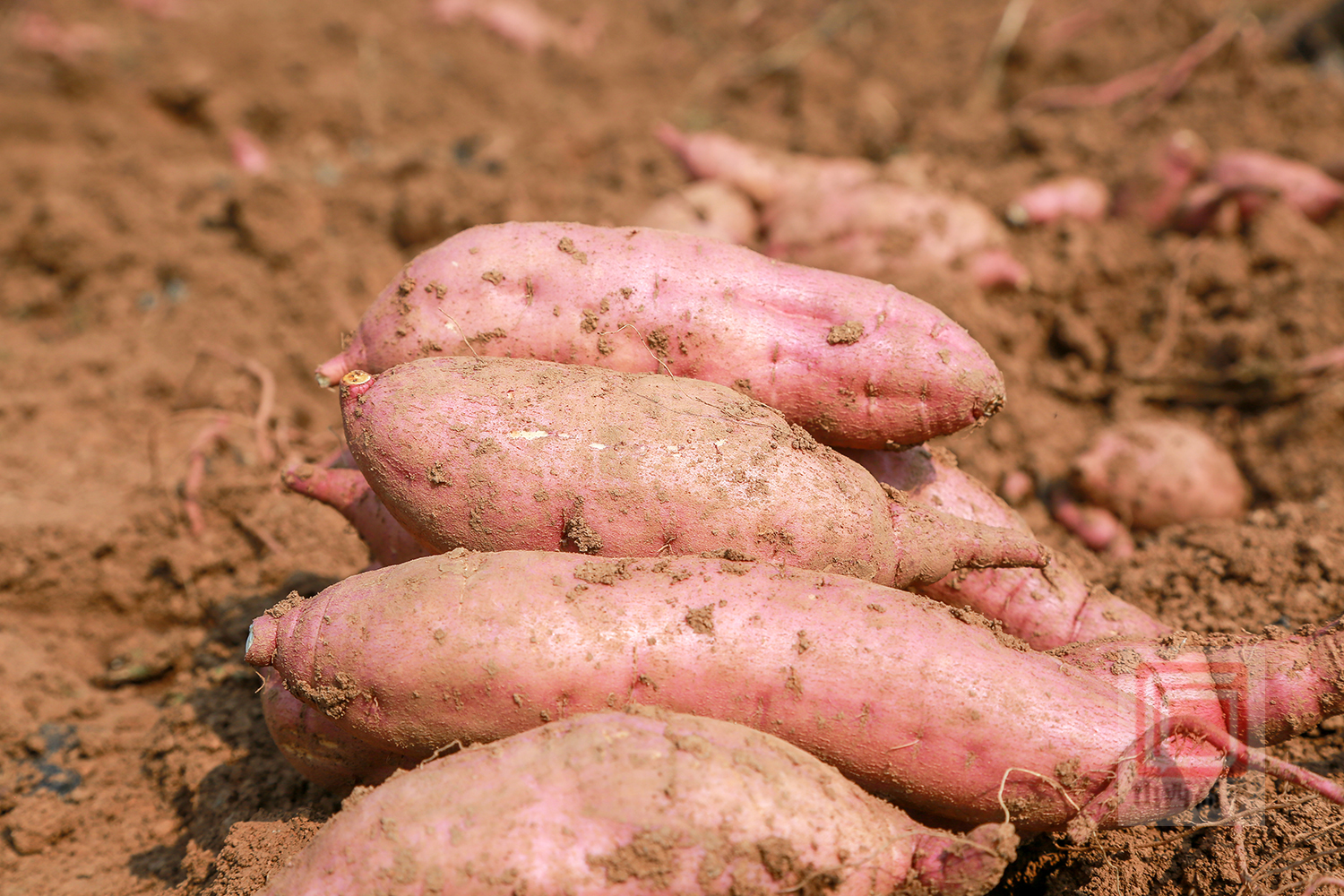 富硒地瓜丰收了(富硒地瓜真的含硒吗)-硒宝网